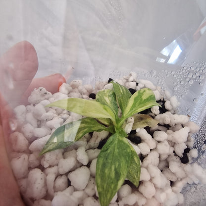 Philodendron Gloriosum No2 (Variegated)  – Young Exact TC Plant (#1)