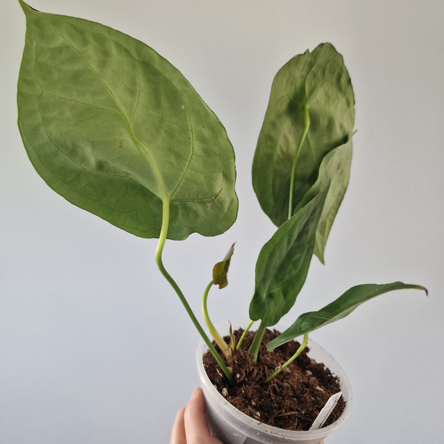 Ecuagenera Rehab Anthurium forgetii