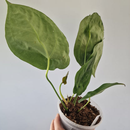 Ecuagenera Rehab Anthurium forgetii