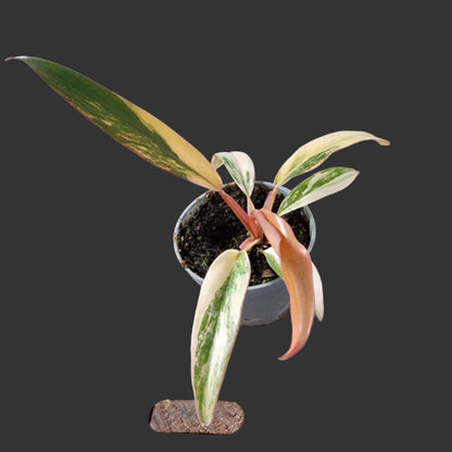 Philodendron Caramel Marble Rare Houseplant 6cm pot (2)