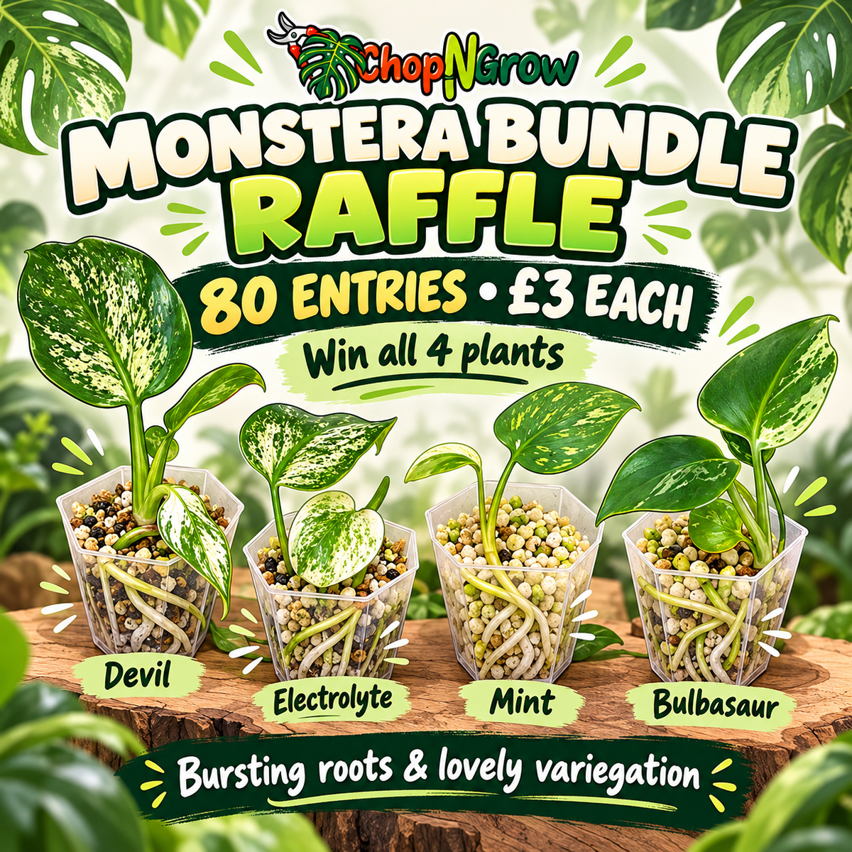 Monstera Bundle - See Description
