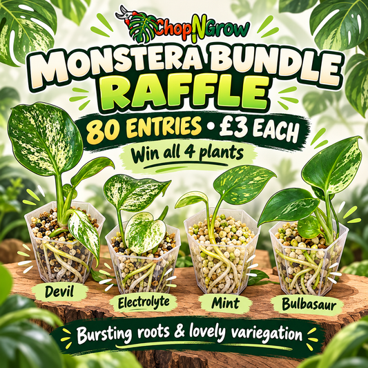 Monstera Bundle - See Description