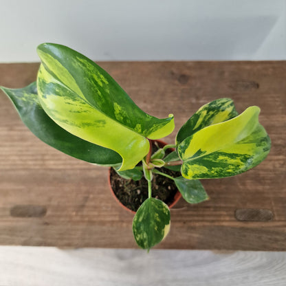 Philodendron Florida Beauty – 7cm Pot (#3)