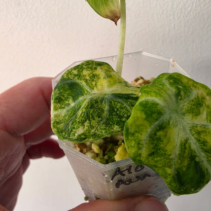 Alocasia Ninja Aurea Variegated – Exact Plant #4