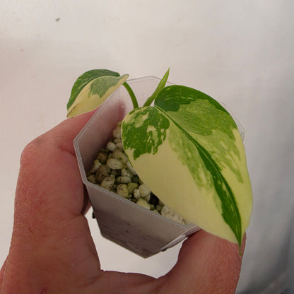 Monstera Lemon Pom Pom – Exact Plant No. 5 - See Description