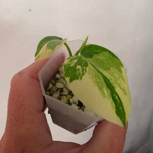 Monstera Lemon Pom Pom – Exact Plant No. 5 - See Description