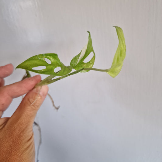 Monstera Adansonii Light Variegation rooted in Water