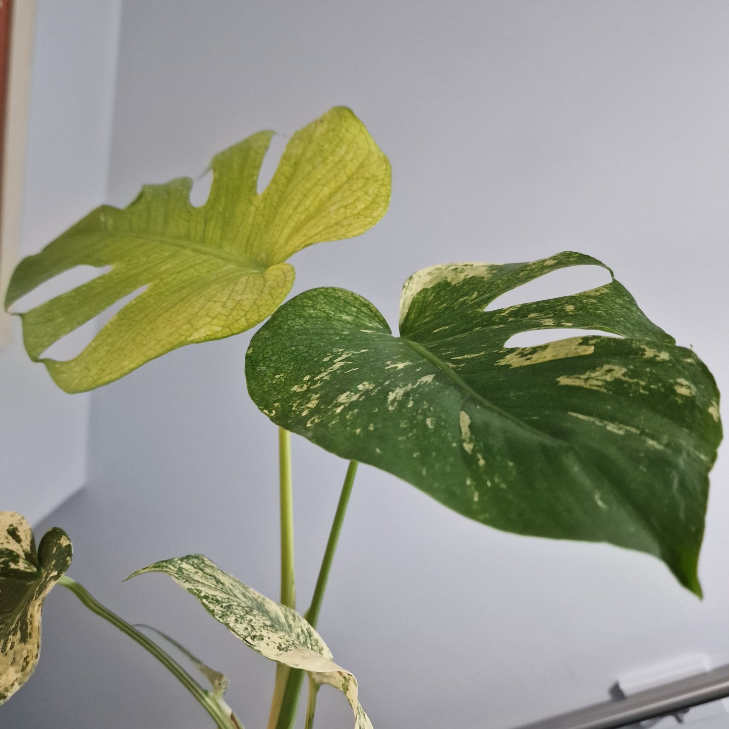 Monstera Deliciosa Mint Variegata – 12cm Pot (#5)