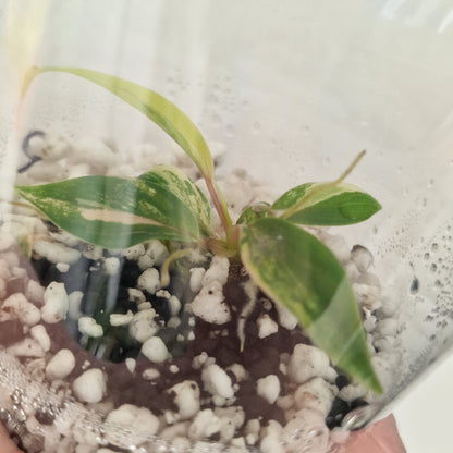 Philodendron Joepii Variegated – Exact Plant #2