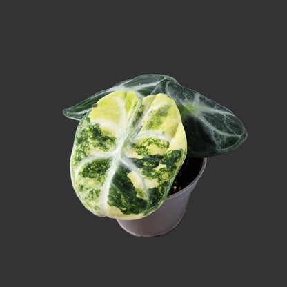 Alocasia Ninja Variegated Rare Houseplant 6cm pot (1)