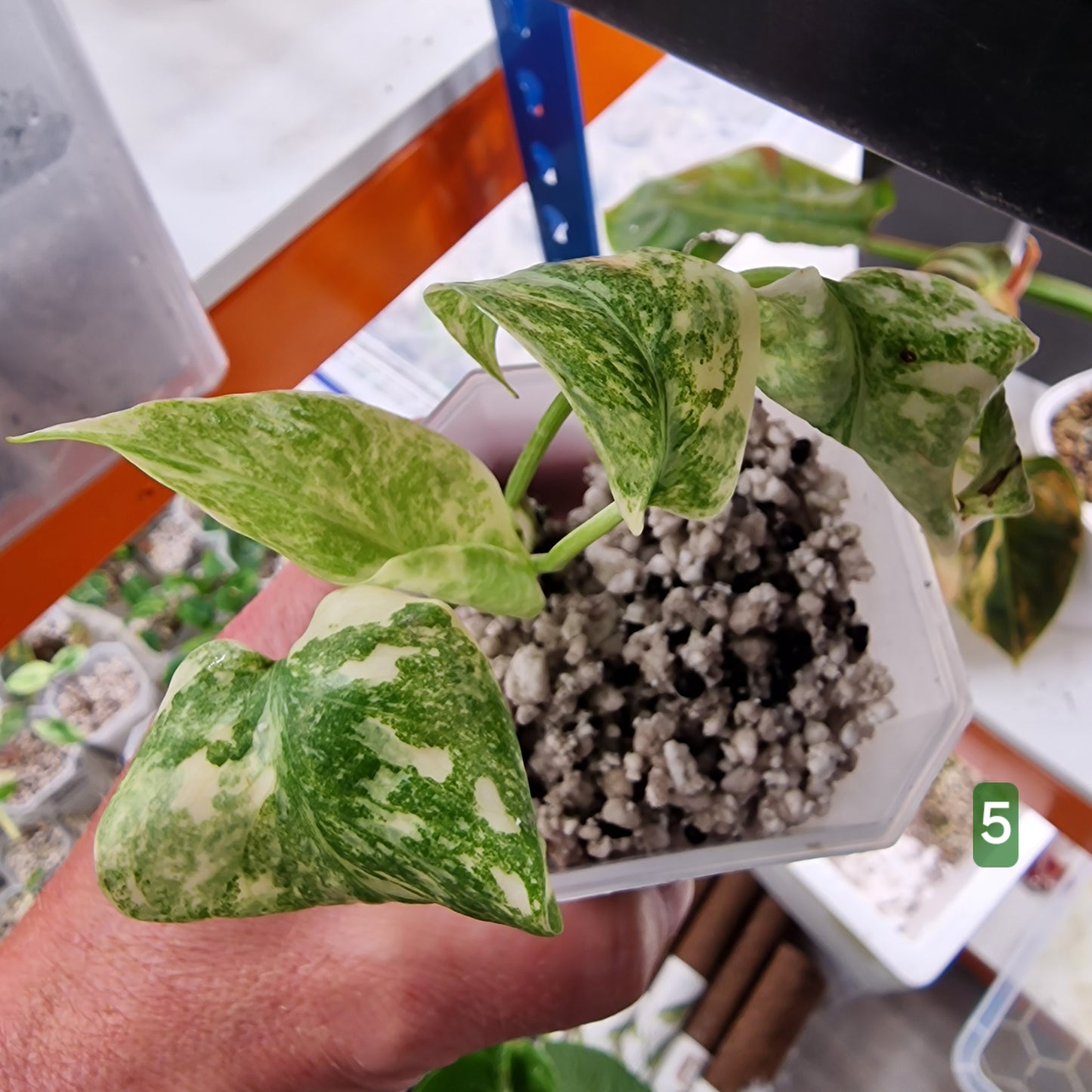 Monstera Legacy – Choose Your Plant