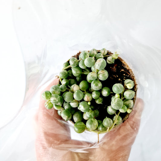 Senecio Herreianus Variegata Strings of Variegated Pearls Houseplant 6cm pot