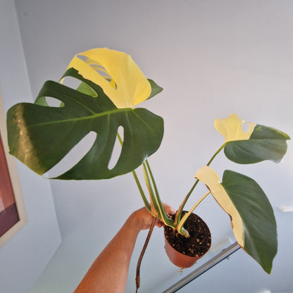 Monstera Aurea - see description before purchasing