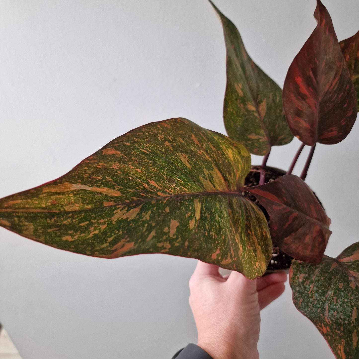 Philodendron Orange Princess – Premium Variegated Selection (#3)