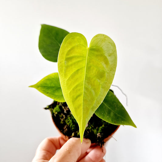 Anthurium Veitchii Houseplant 10.5cm pot (1)