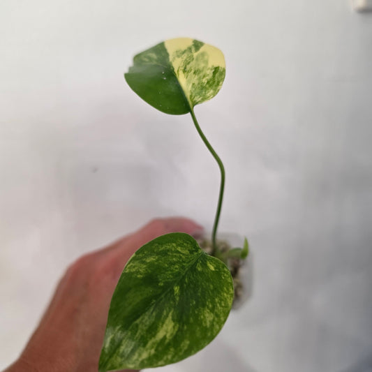 Monstera Aurea – Exact Plant No. 2 - See Description