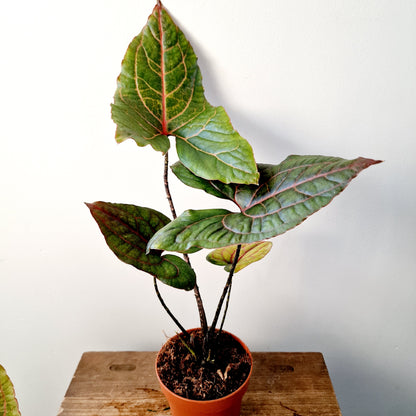 Alocasia Black Jack (Cyrtosperma Johnstonii Black Jack) Houseplant 10.5cm pot