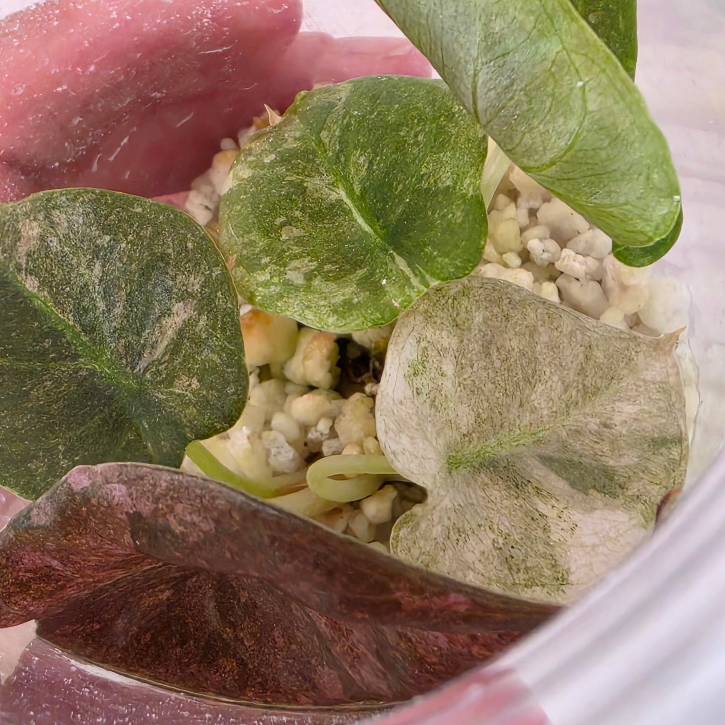 Alocasia Cuprea Pink Spot Tissue Culture 🌸 see description