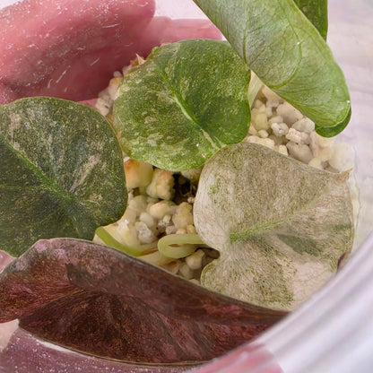 Alocasia Cuprea Pink Spot Tissue Culture 🌸 see description