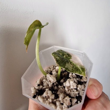 Alocasia Cuprea ‘Nom Yen’ Variegated – Tissue Culture Plant (#3)