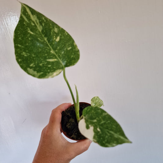 Monstera Thai Constellation Rare Houseplant 8cm pot (d)