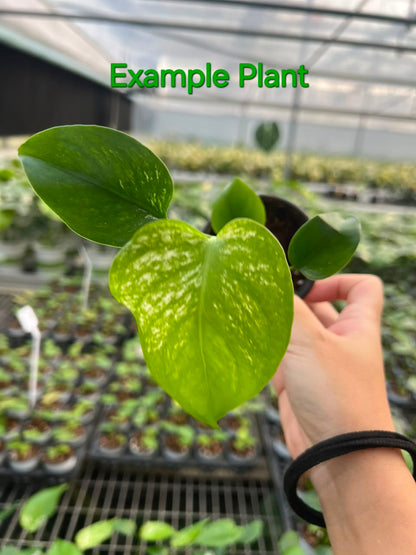 Monstera Devil – Fresh UK Arrival (9cm Pot)