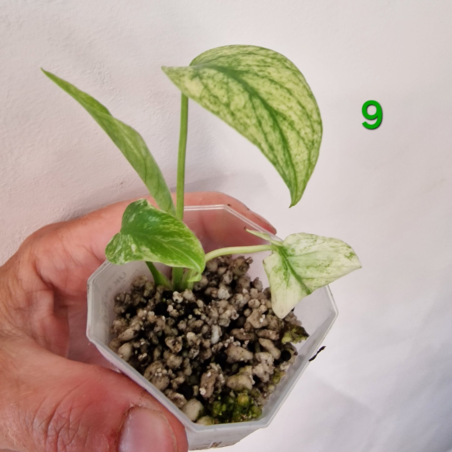 White Monstera – Choose Your Plant