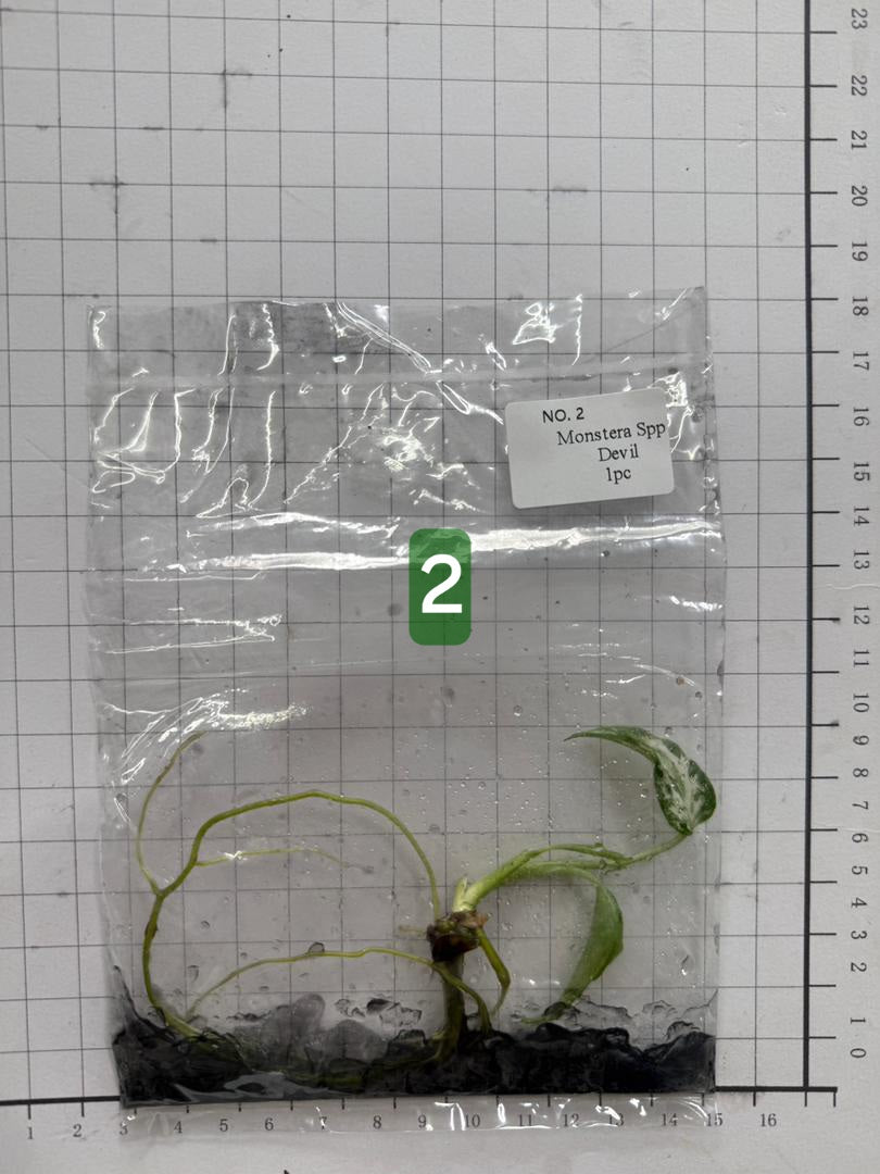 Choose your own Monstera Devil Tissue Culture Plantlet Pre-Order - see description
