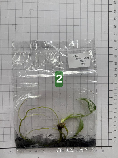 Choose your own Monstera Devil Tissue Culture Plantlet Pre-Order - see description