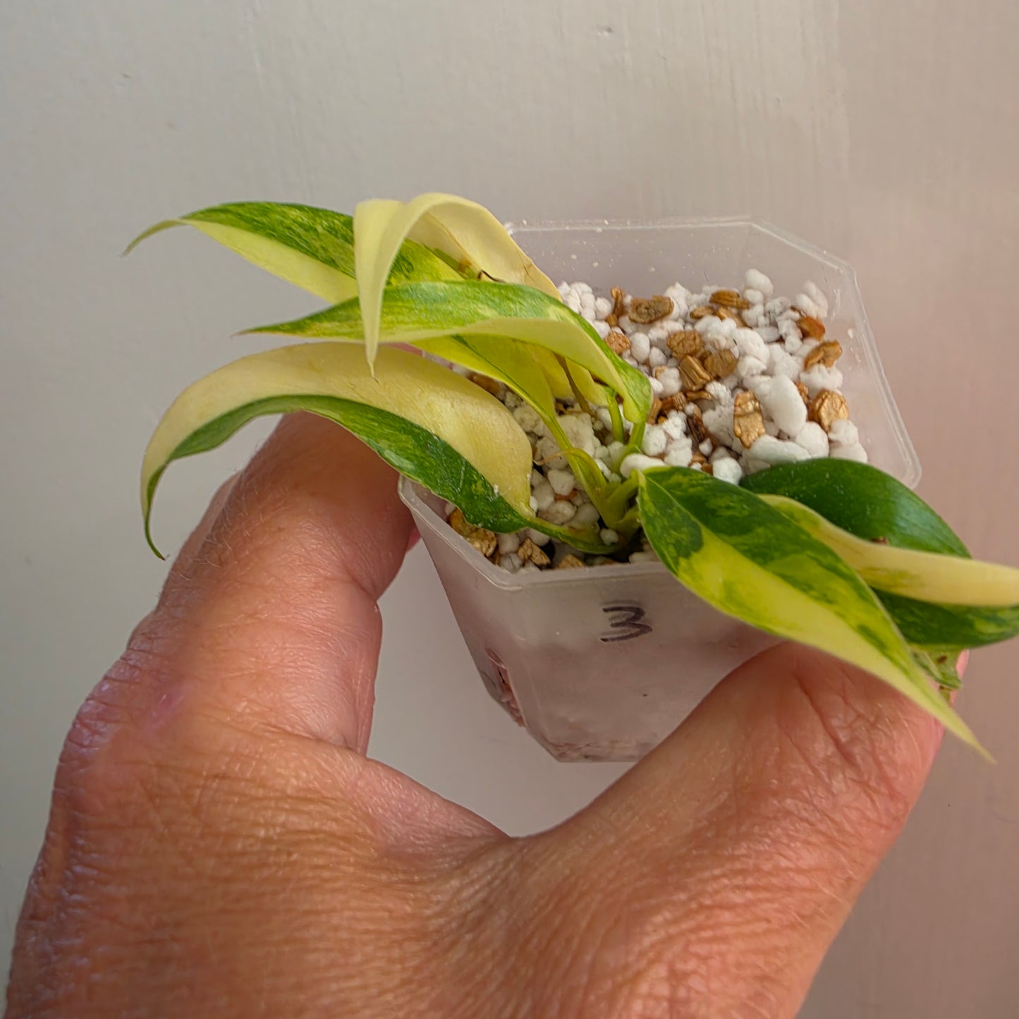 Philodendron Pedatum × Tortum Variegated (3) – Exact Plant - See Description
