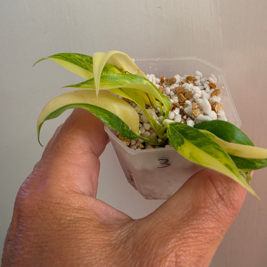 Philodendron Pedatum × Tortum Variegated (3) – Exact Plant - See Description
