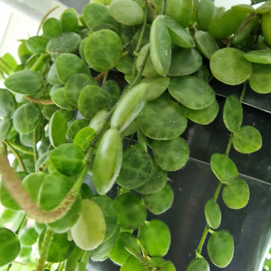 Peperomia Prostrata Rare Trailing Houseplant 14cm pot
