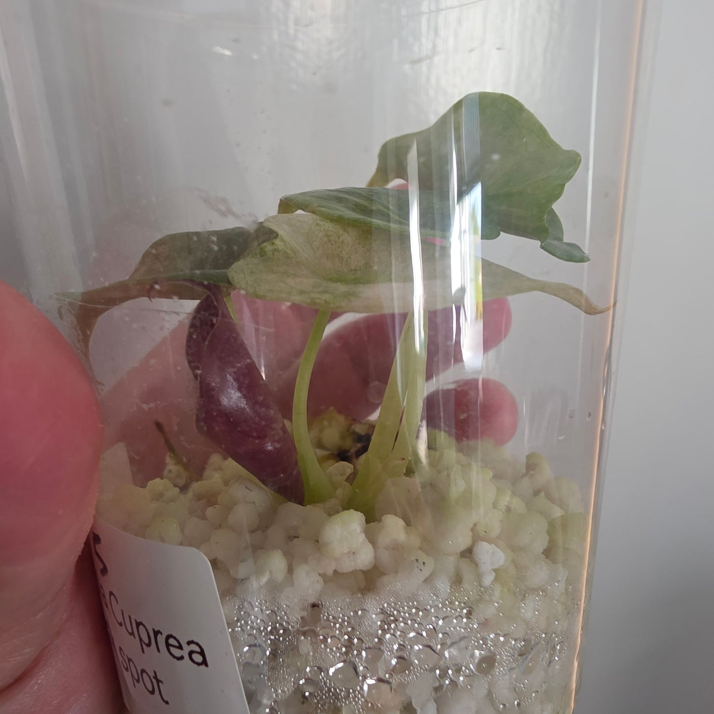Alocasia Cuprea Pink Spot Tissue Culture 🌸 see description
