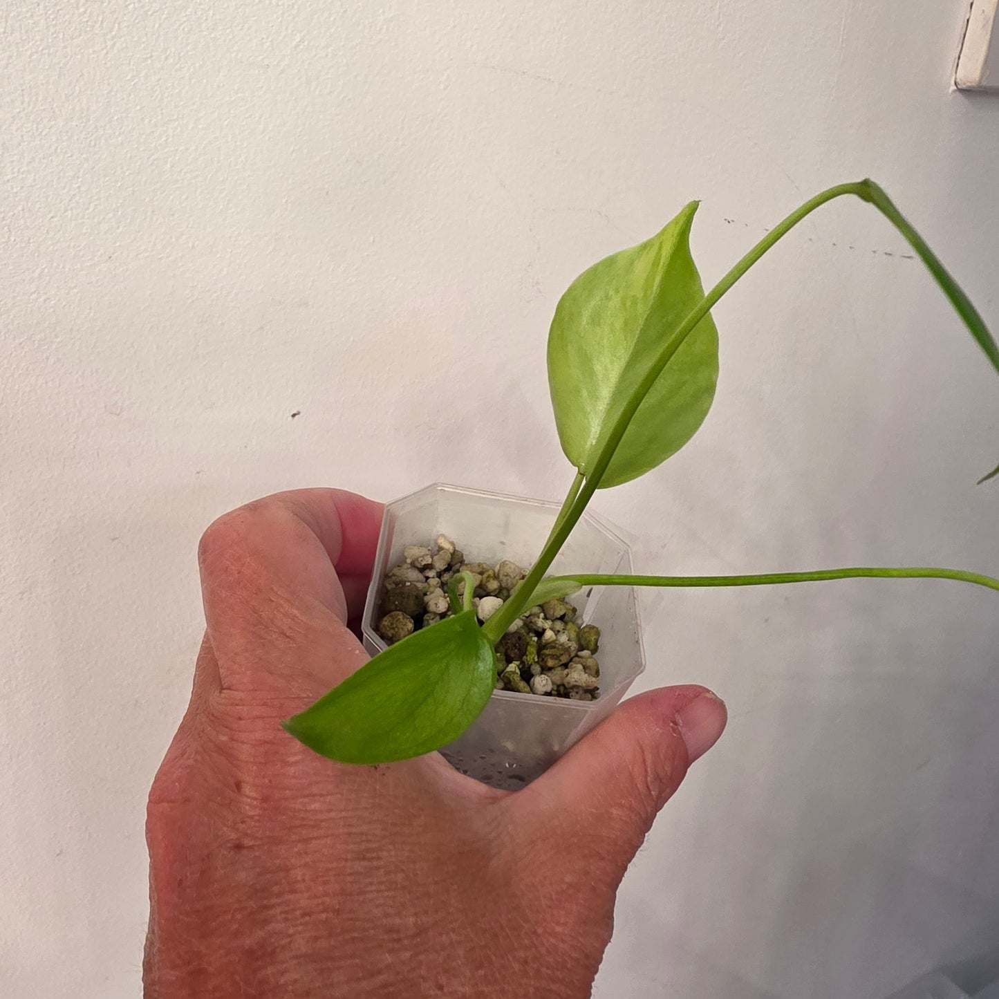 Monstera Aurea – Exact Plant No. 1 - See Description