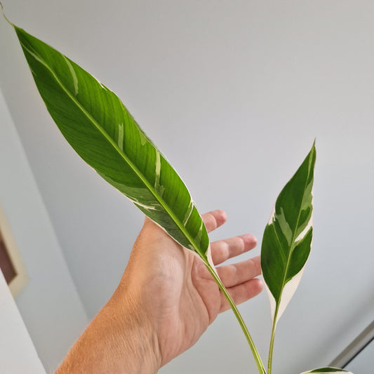 Musa Florida Rare Houseplant approx 40cm tall 10.5cm pot (5)