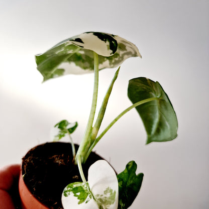 Alocasia Variegated Frydek Houseplant 7cm pot (2)