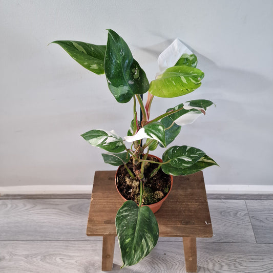 Philodendron Fresh Aurea Rare Houseplant 17cm pot
