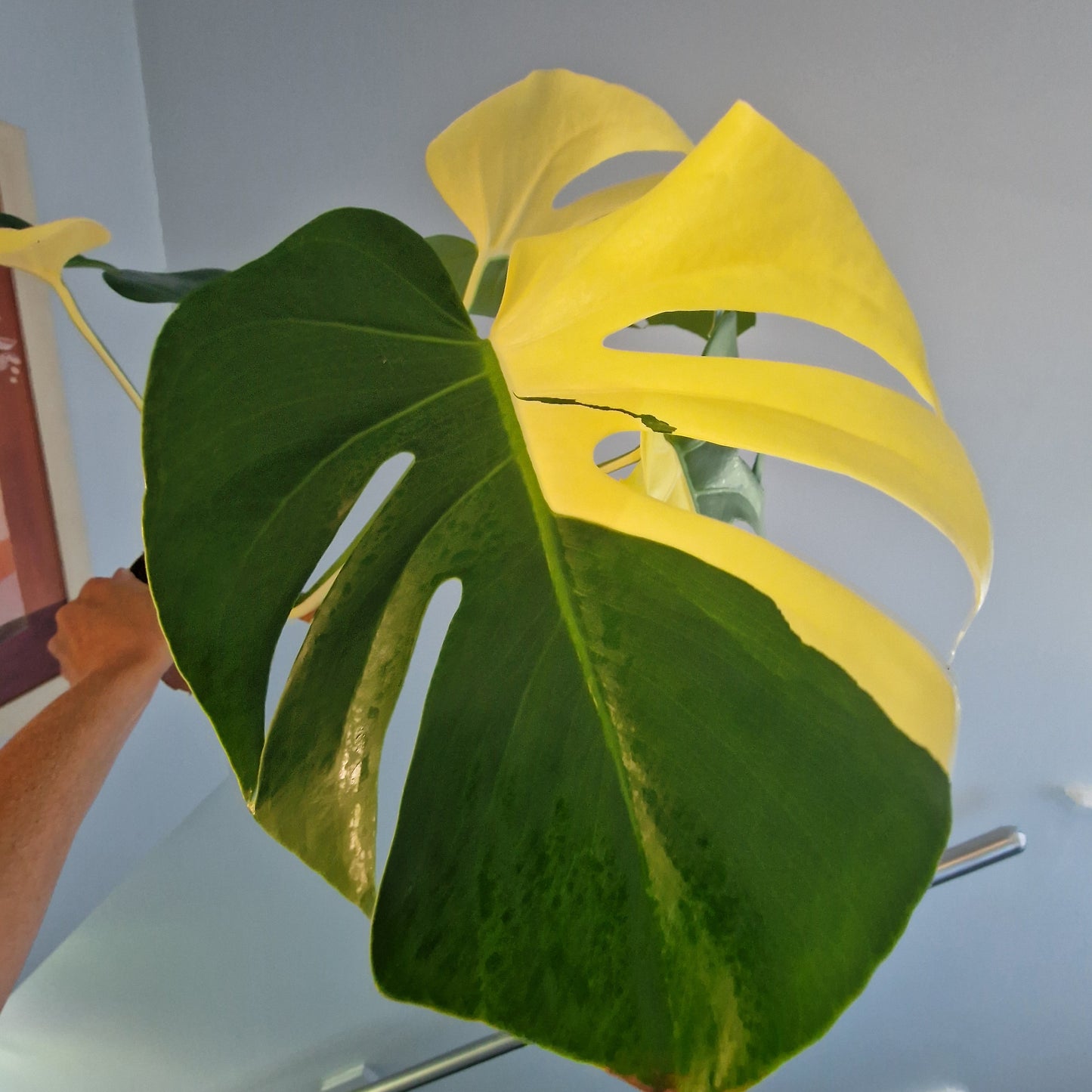 Monstera Aurea - see description before purchasing