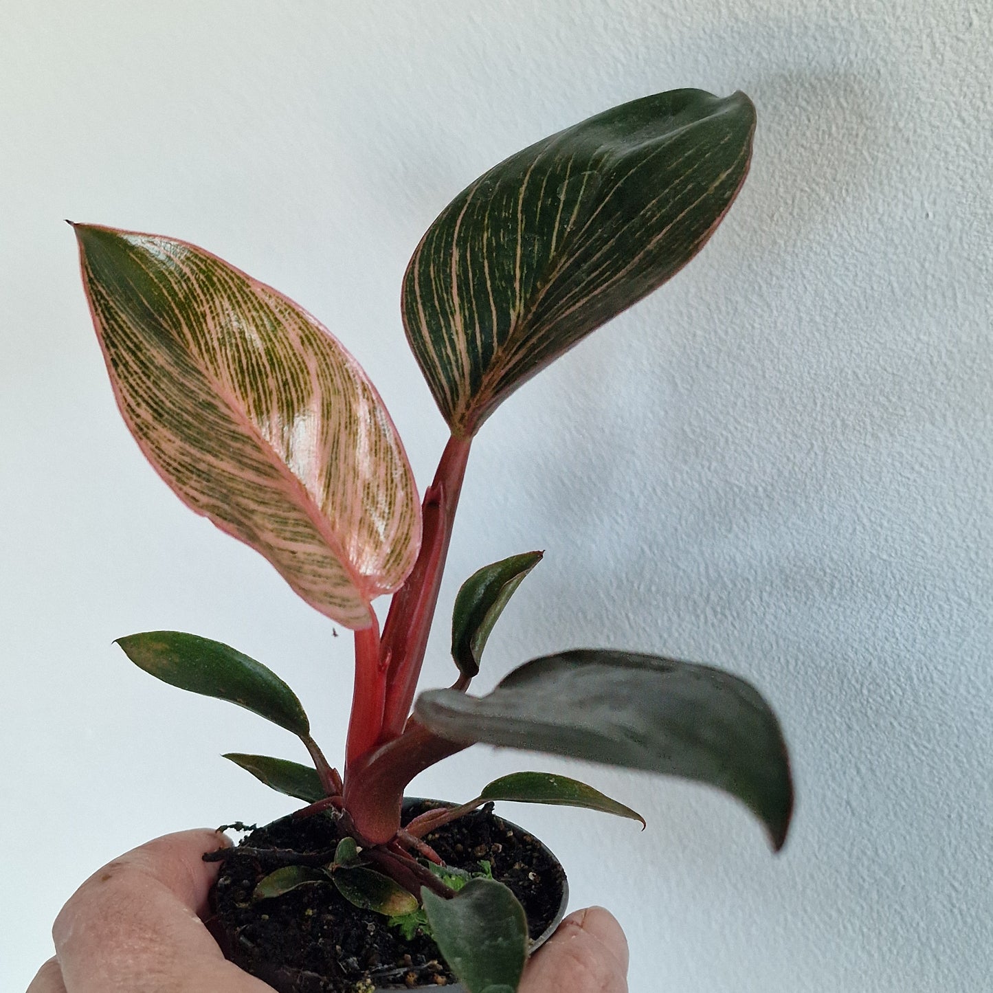 Philodendron ‘Pink Bikini’ – 6cm Pot