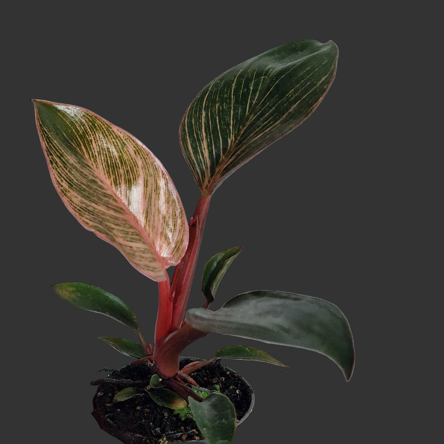 Philodendron ‘Pink Bikini’ – 6cm Pot