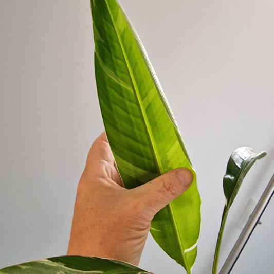 Musa Florida Rare Houseplant approx 40cm tall 10.5cm pot (6)