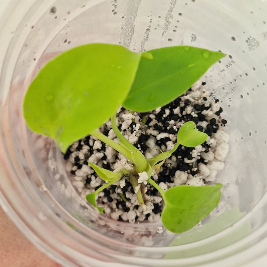 PRE-ORDER – Monstera Lemon Lime – Young Exact TC Plant (#2)