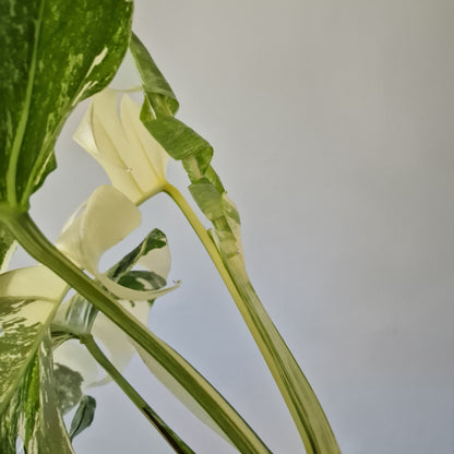Monstera Deliciosa Albo Super White Rare Houseplant 15cm pot (2)