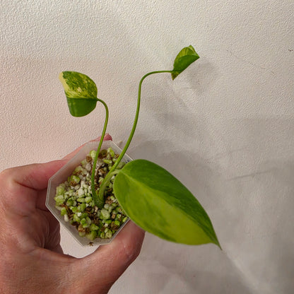 Monstera Yellow Marilyn Variegated – Exact Plant #3