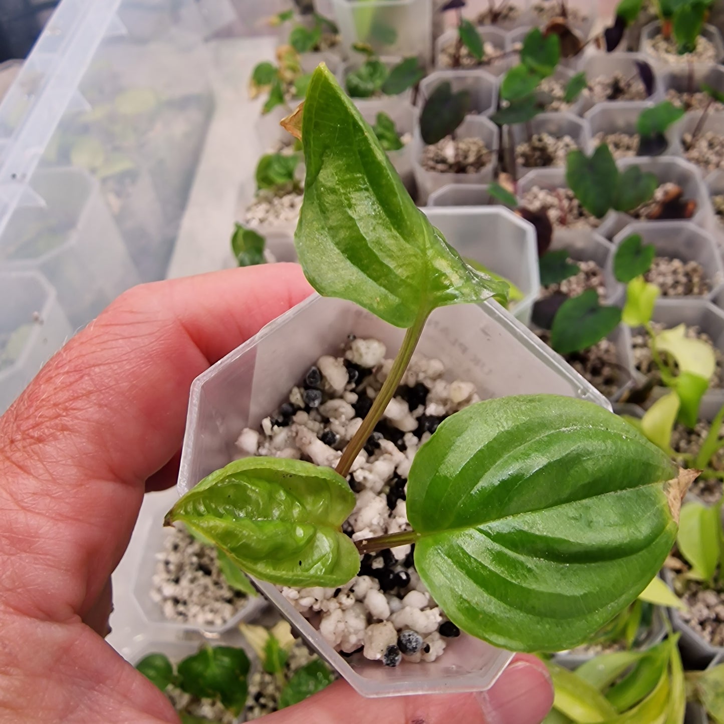 Tacca Chantrieri Black (Cats Whisker)