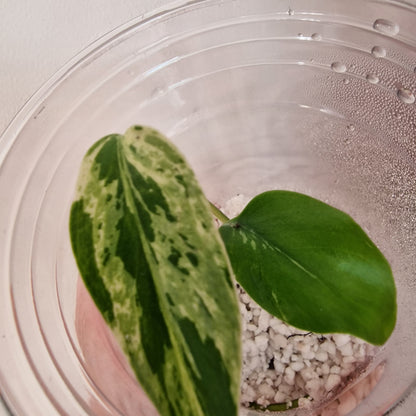 Pre-order Monstera Bulbasaur – Young TC Plantlet Exact Plant (1-15)