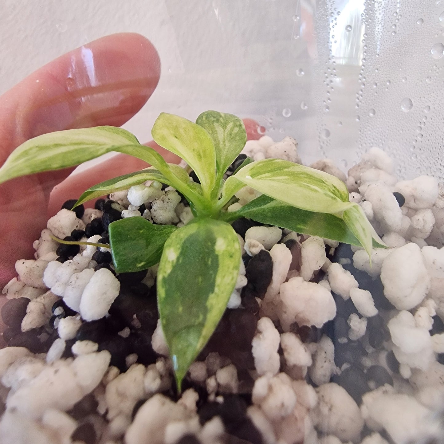 Philodendron Gloriosum No2 (Variegated)  – Young Exact TC Plant (#4)