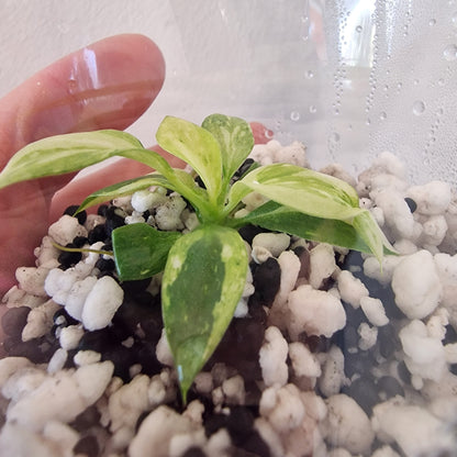Philodendron Gloriosum No2 (Variegated)  – Young Exact TC Plant (#4)
