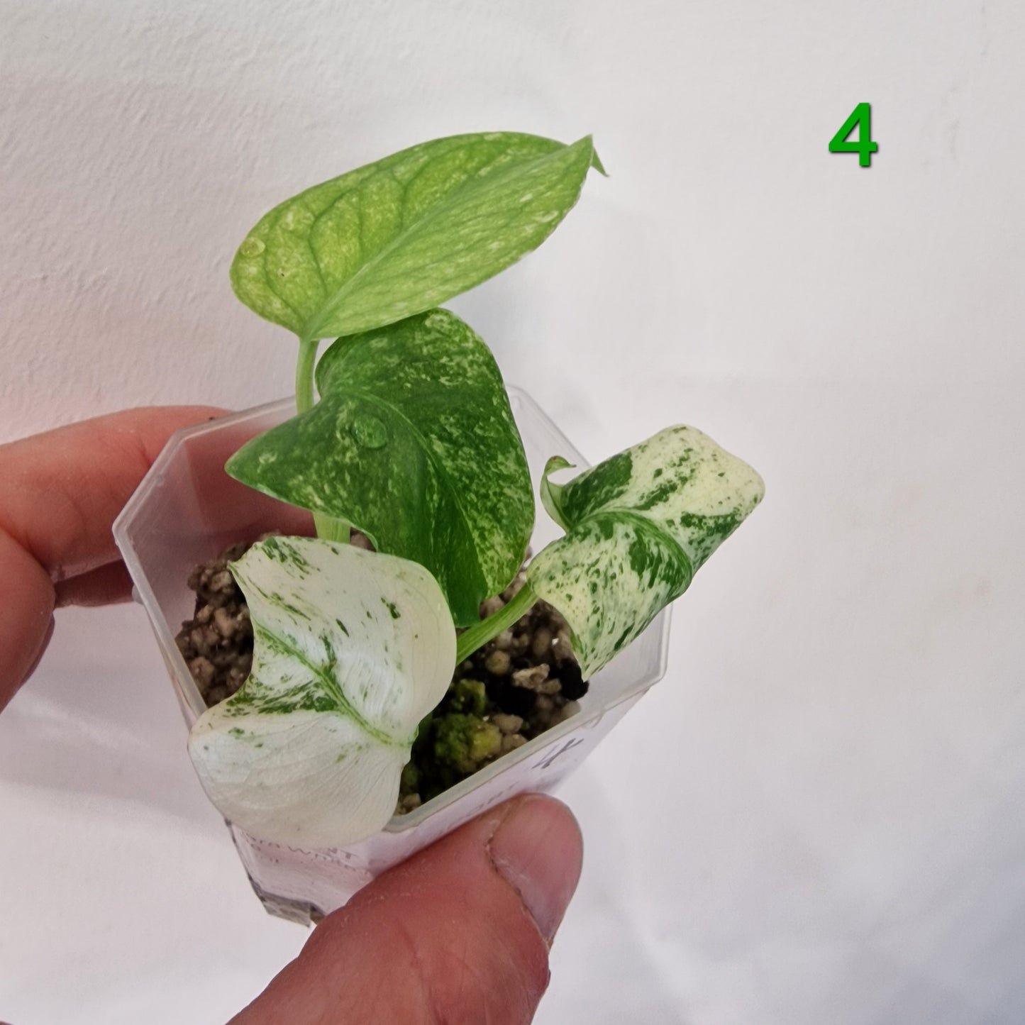 White Monstera – Choose Your Plant