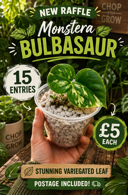 Monstera Bulbasaur see description